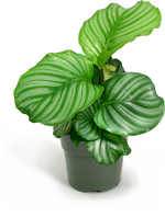 Calathea Orbifolia Small