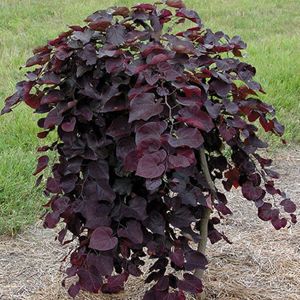 Redbud Ruby Falls