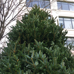 Fraser Fir Large Christmas Tree (10'-12')