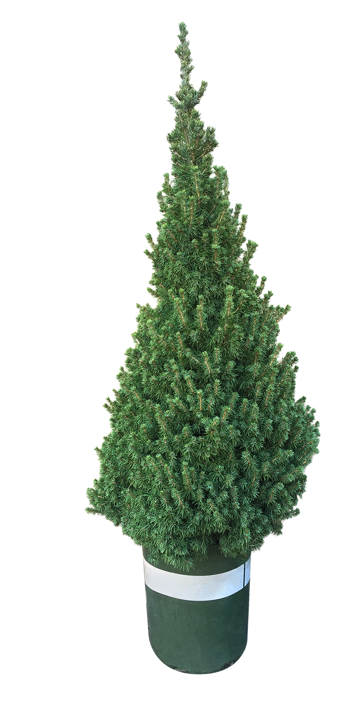 4' Living Dwarf Alberta Spruce Christmas Tree