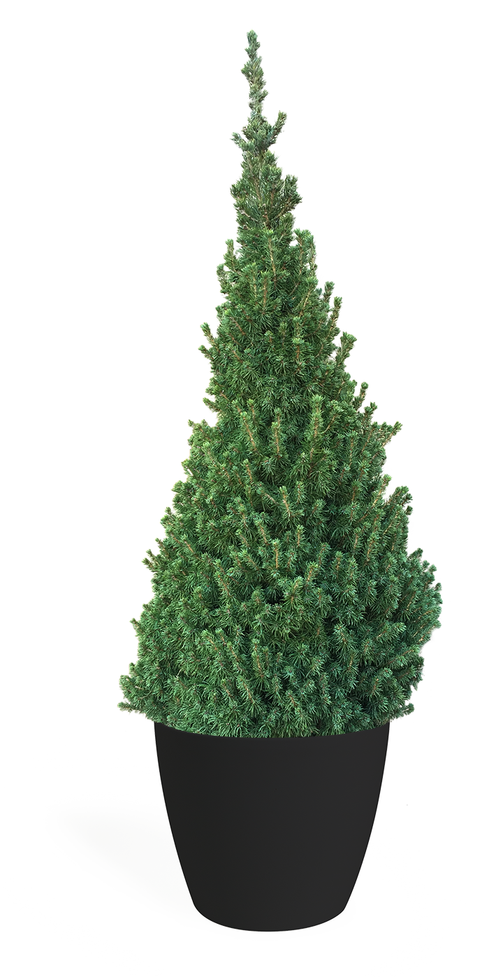 4' Living Dwarf Alberta Spruce Christmas Tree