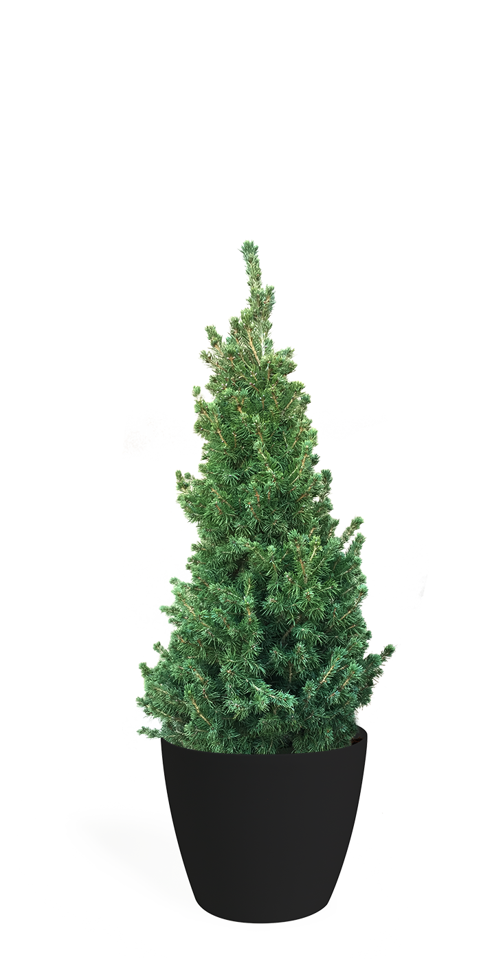 3' Living Dwarf Alberta Spruce Christmas Tree