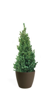 3' Living Dwarf Alberta Spruce Christmas Tree