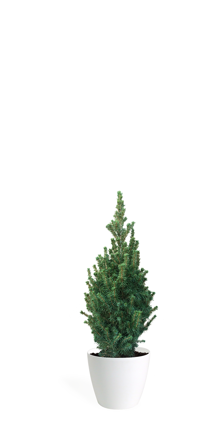 2' Living Dwarf Alberta Spruce