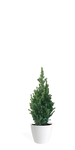 2' Living Dwarf Alberta Spruce