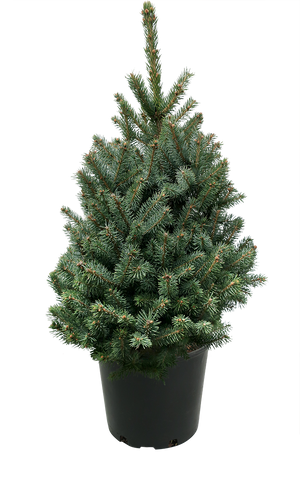 3' Living Baby Blue Spruce Christmas Tree
