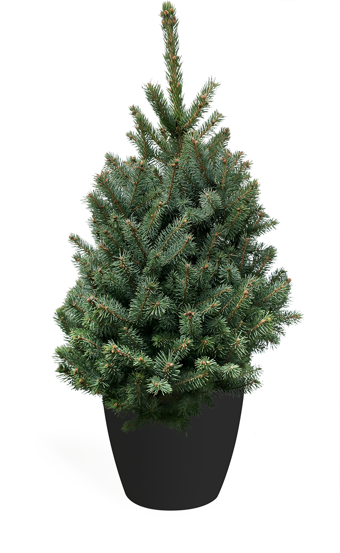 3' Living Baby Blue Spruce Christmas Tree