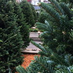 Fraser Fir Large Christmas Tree (10'-12')