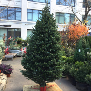 Fraser Fir Christmas Tree (5'-10')