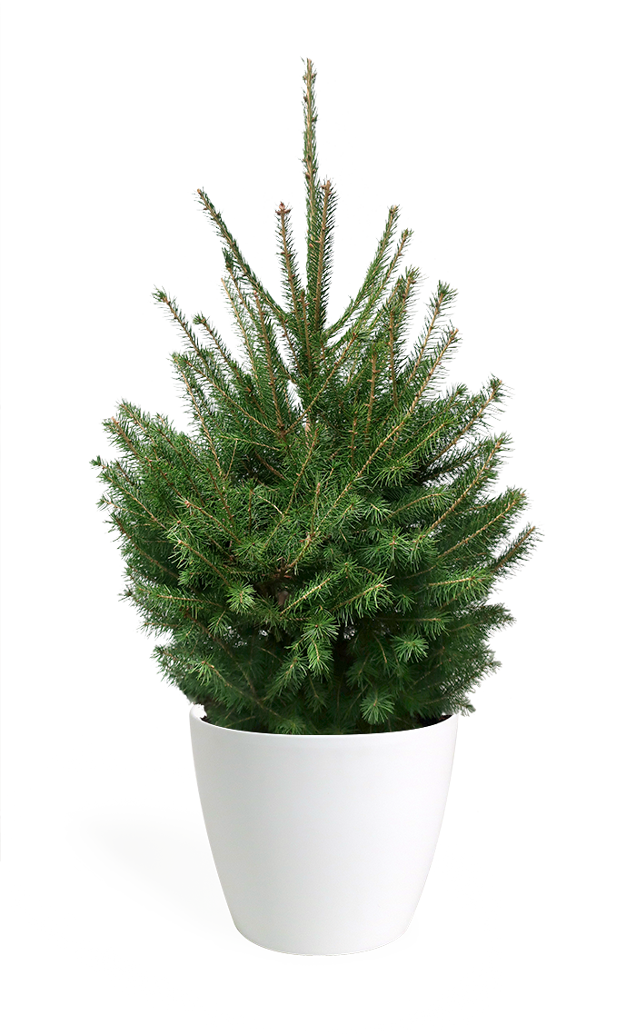 3' Living Norway Spruce Christmas Tree