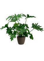 Philodendron Selloum Small