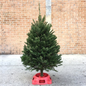 Fraser Fir Mini Christmas Tree (3'-4')