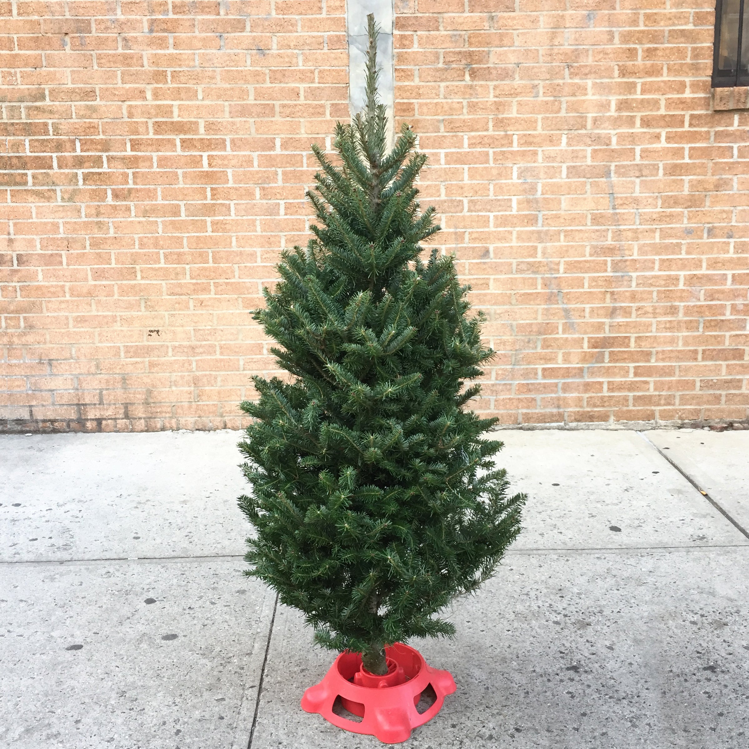Fraser Fir Mini Christmas Tree (3'-4')