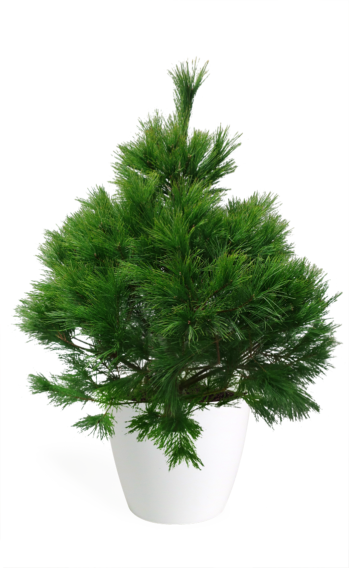 3' Living Eastern White Pine Christmas Tree