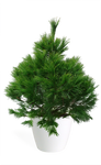 3' Living Eastern White Pine Christmas Tree