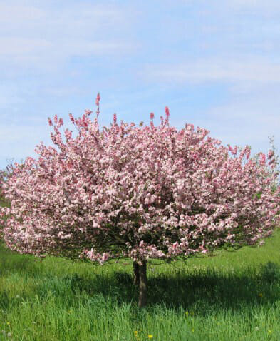 Coralburst Crabapple