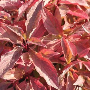 Red Twig Dogwood Arctic Fire