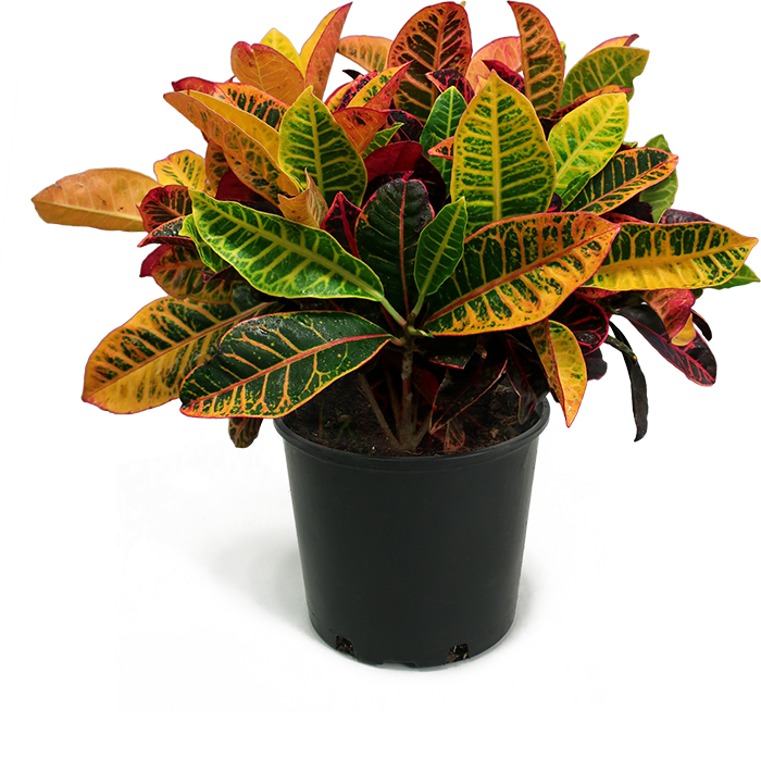 Croton Large