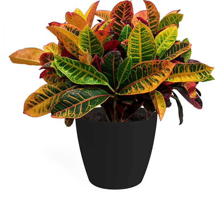 Croton Petra Medium