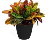 Croton Petra Medium