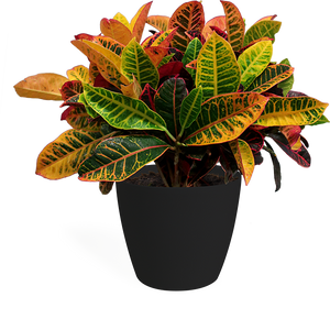 Croton Petra Medium