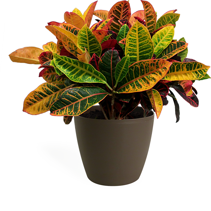 Croton Petra Medium