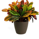 Croton Petra Medium