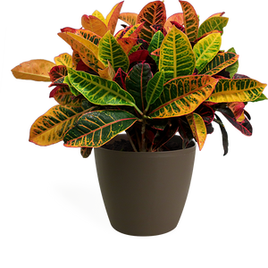 Croton Petra Medium