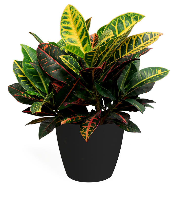 Croton Petra Small