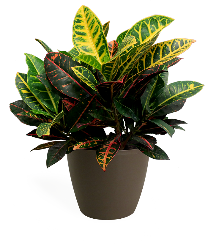 Croton Petra Small