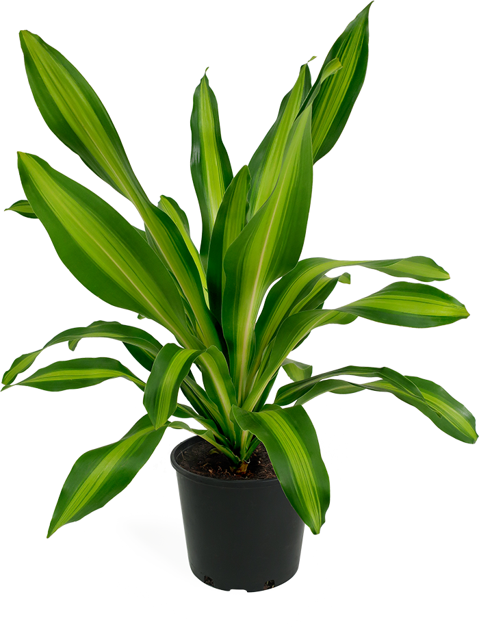 Dracaena Giganta Large