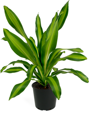 Dracaena Giganta Large