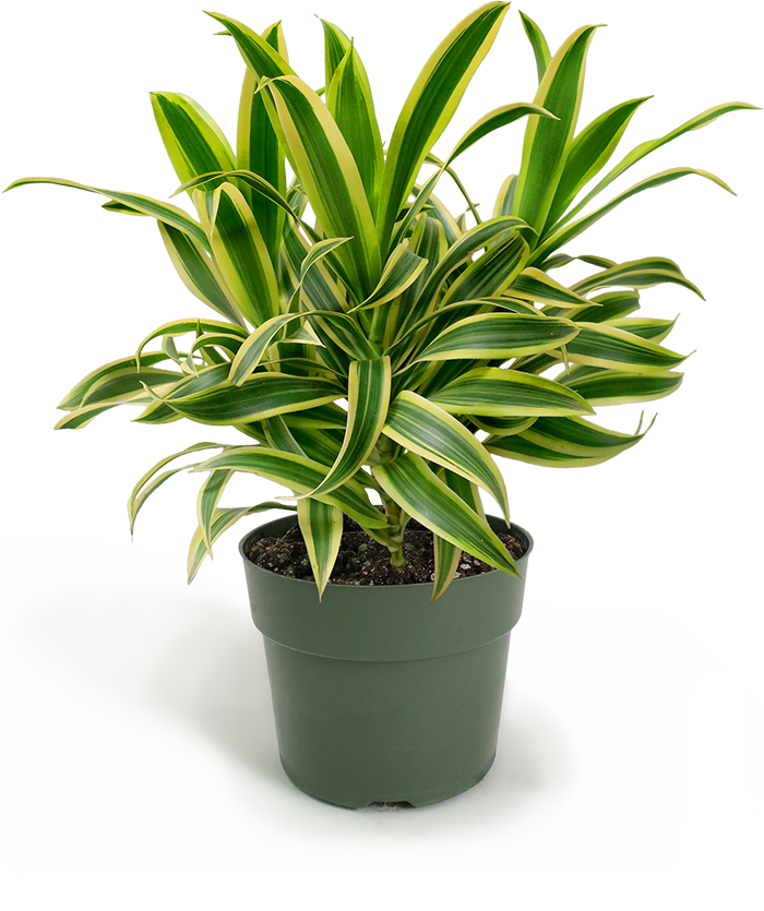 Dracaena Song of India Small