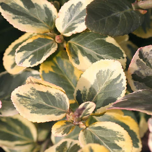 Euonymus Silver King