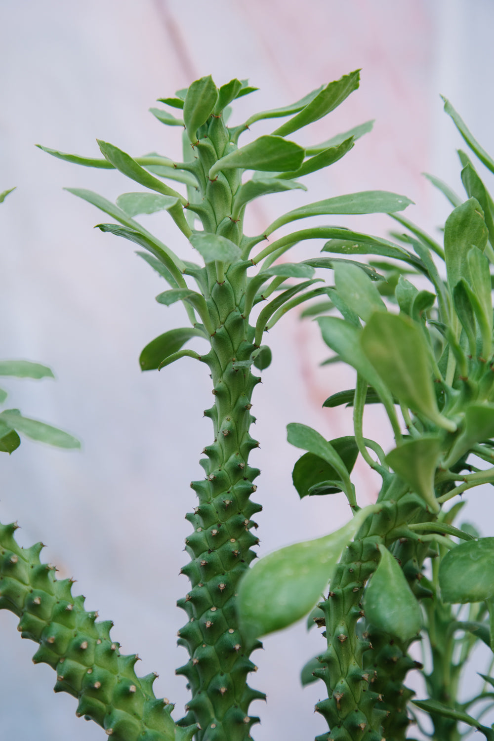 Euphorbia Guentheri