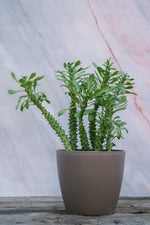 Euphorbia Guentheri