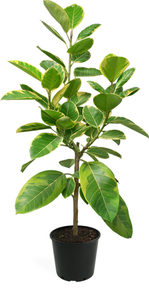 Ficus Altissima Standard Large