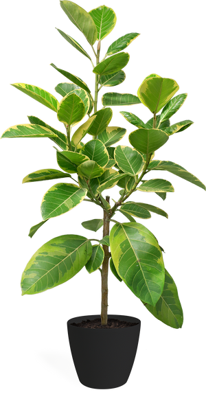 Ficus Altissima Standard Large