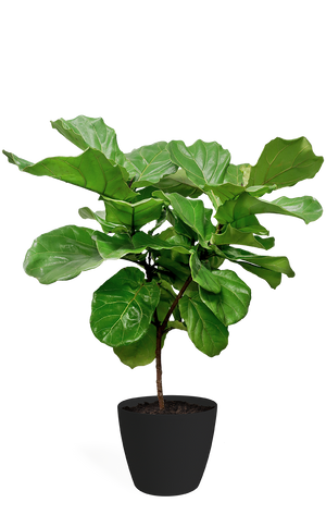 Ficus Lyrata Medium Standard