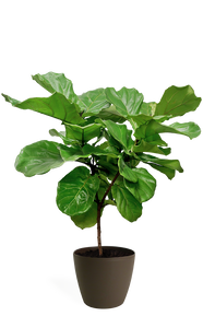 Ficus Lyrata Medium Standard