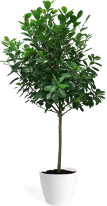 Ficus Moclame Standard Large