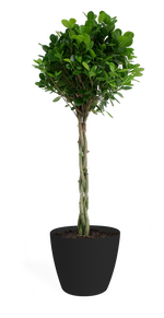 Ficus Moclame Braid Medium