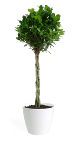Ficus Moclame Braid Medium