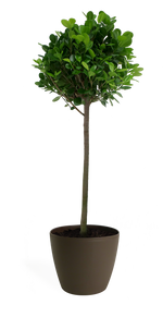 Ficus Moclame Standard Medium