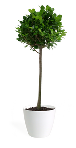 Ficus Moclame Standard Medium
