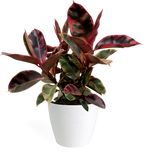 Ficus Ruby Large