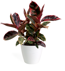 Ficus Ruby Large