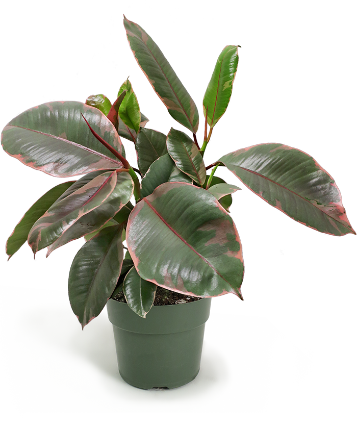 Ficus Tineke Small