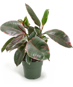 Ficus Tineke Small