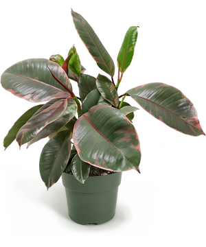 Ficus Tineke Small